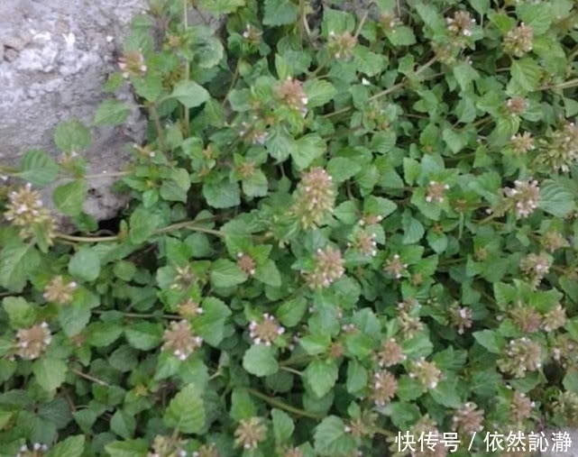 野菜|这野草在农村遍地都是,曾经被红军拿来充饥,还能为皮肤做调理