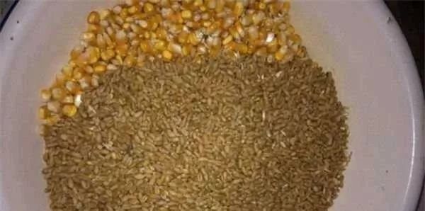 野钓|野钓必杀饵料,通杀青草鲤,大鱼一条接一条,拉杆到手臂疼