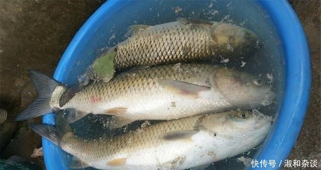 南瓜花|常见的南瓜,怎么就成了钓鱼的“宝”,老钓友:知道越多越放不下