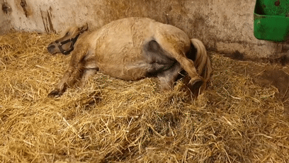 角马|蝙蝠竟然会倒立生孩子，这些生娃瞬间看得我肚子疼
