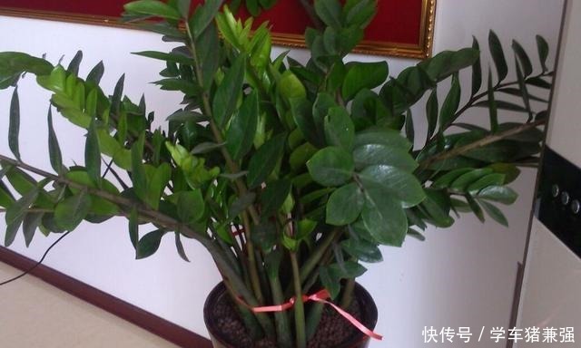 这2种树能招财，花市卖的不便宜，其实自己能扦插，几天就能发芽！