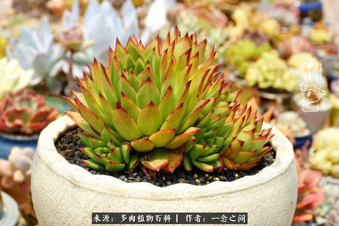 群友聊多肉没有最二只有更二,爆笑百科二群的二货二事!