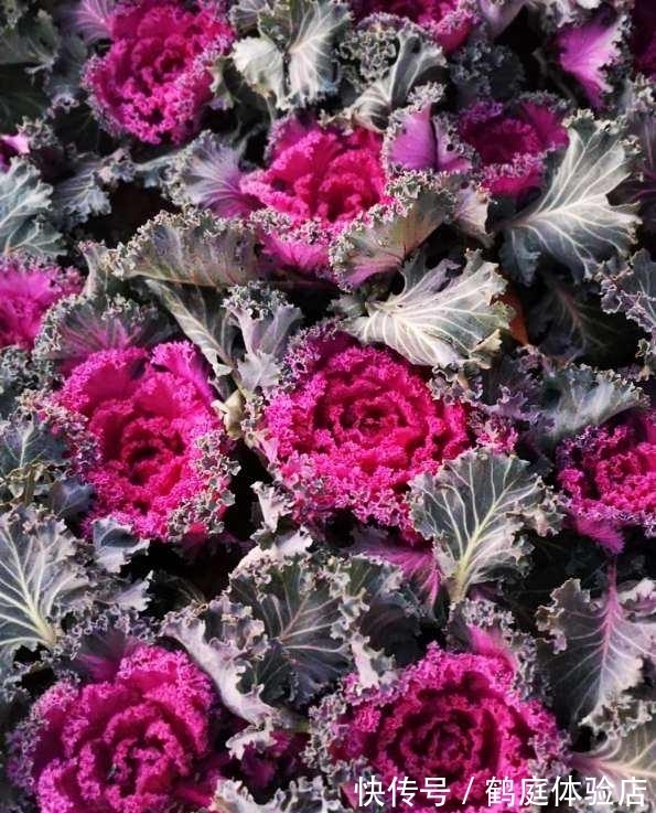 羊奶果|4种花摇身一变超美''老桩'',精致又贵气,价格翻一倍