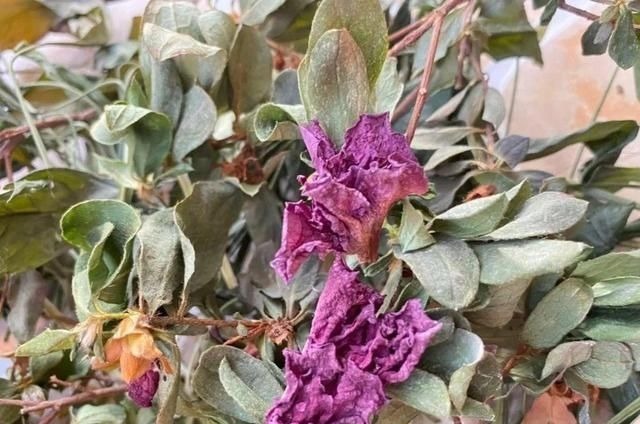 6种花一天不浇水,叶子就耷拉,缺水3天就死翘