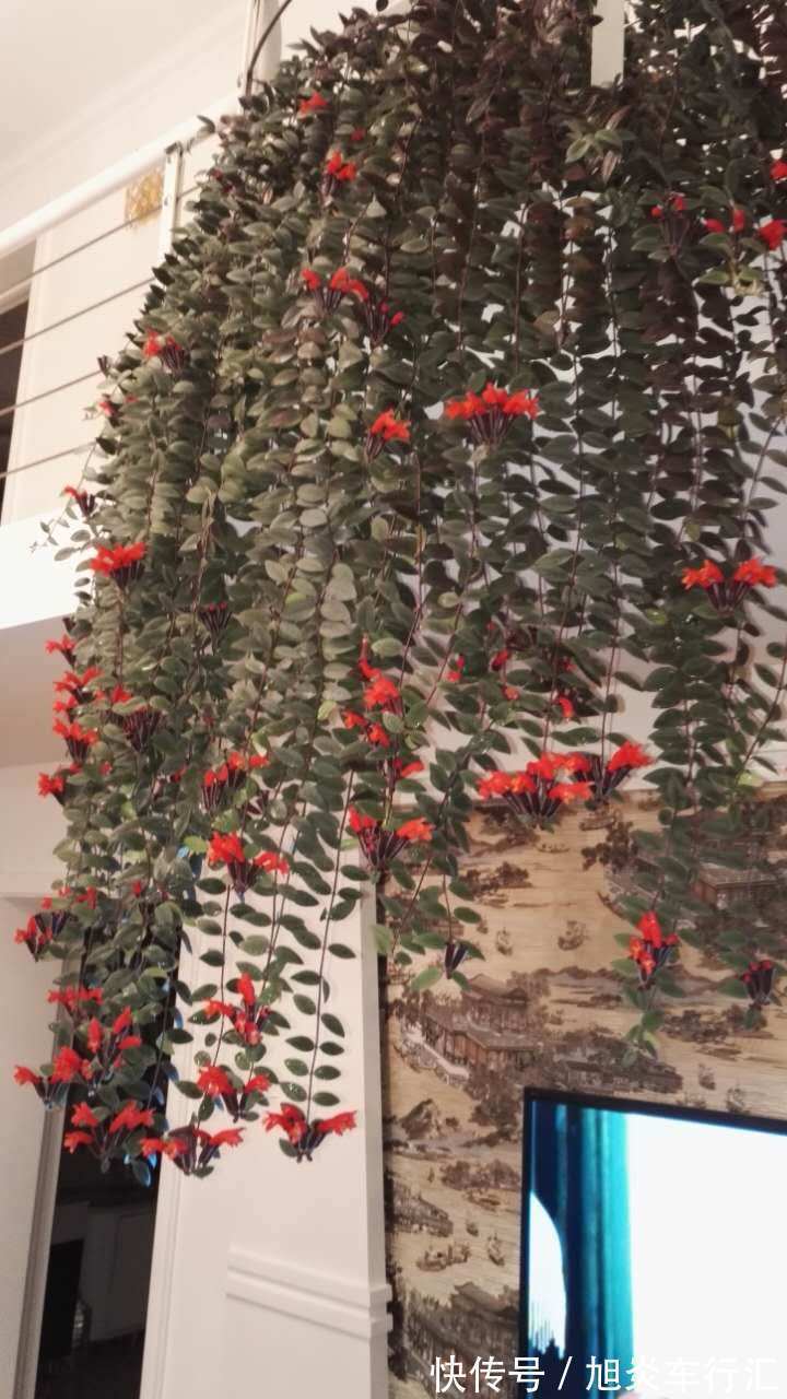 “优良玫瑰”甜蜜马车,花开爆盆,美艳优雅,非常值得拥有