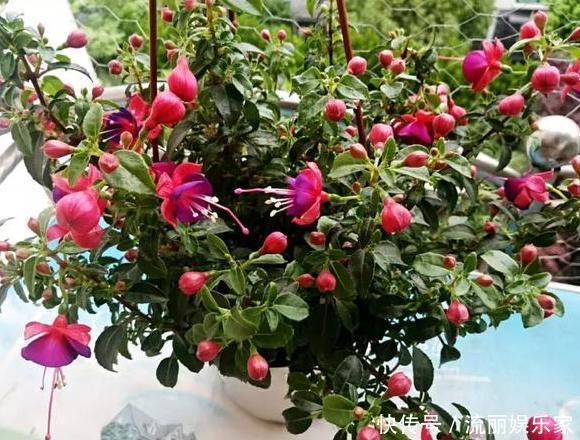 家里盆栽植物的要注意此4种进屋,既对健康不利又影响运气