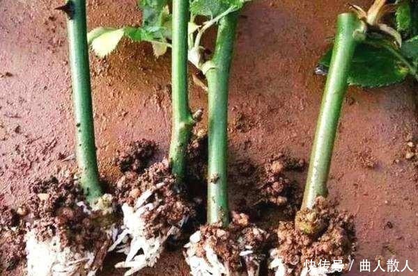 扦插月季不生根用它捂一捂,过几天“冒白根”,变成月季大户!
