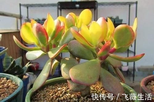 颜色|5种很常见的多肉,由于颜色金贵皮实好养,受到花友的热烈追捧