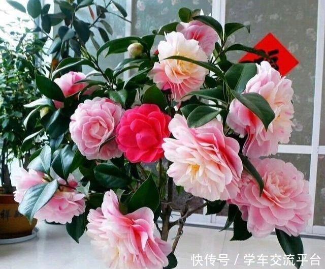 茶花生长,四季有“规律”,秋天这样养,花苞巴掌大,砰砰开大花!