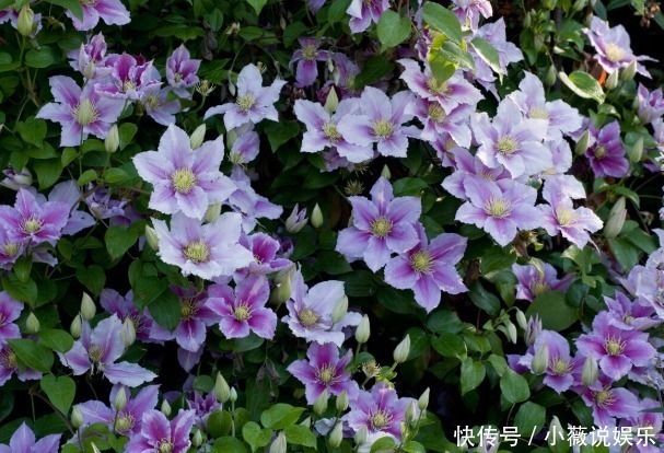 铁线莲|阳台别摆盆盆罐罐了,5种花草养一棵就能开满阳台,很省空间