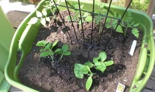 养花种草用土得靠谱给它这样杀菌消毒,虫卵、细菌被消灭干净