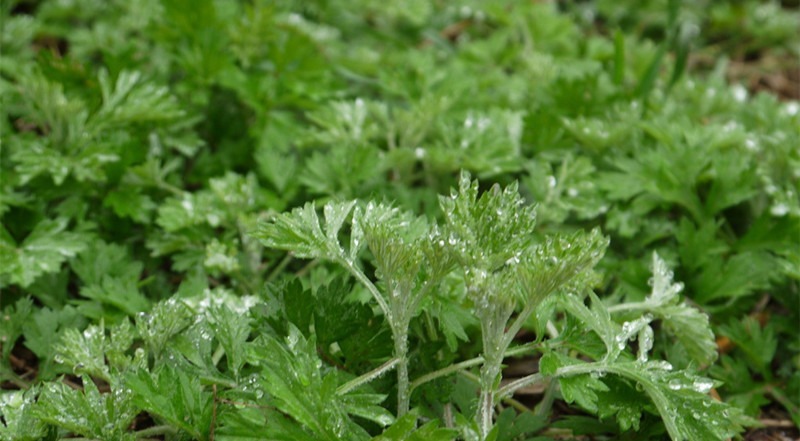 香蕉瓜|简直就是妇科问题“天敌”,手脚冰冷的女性常吃,远离宫寒