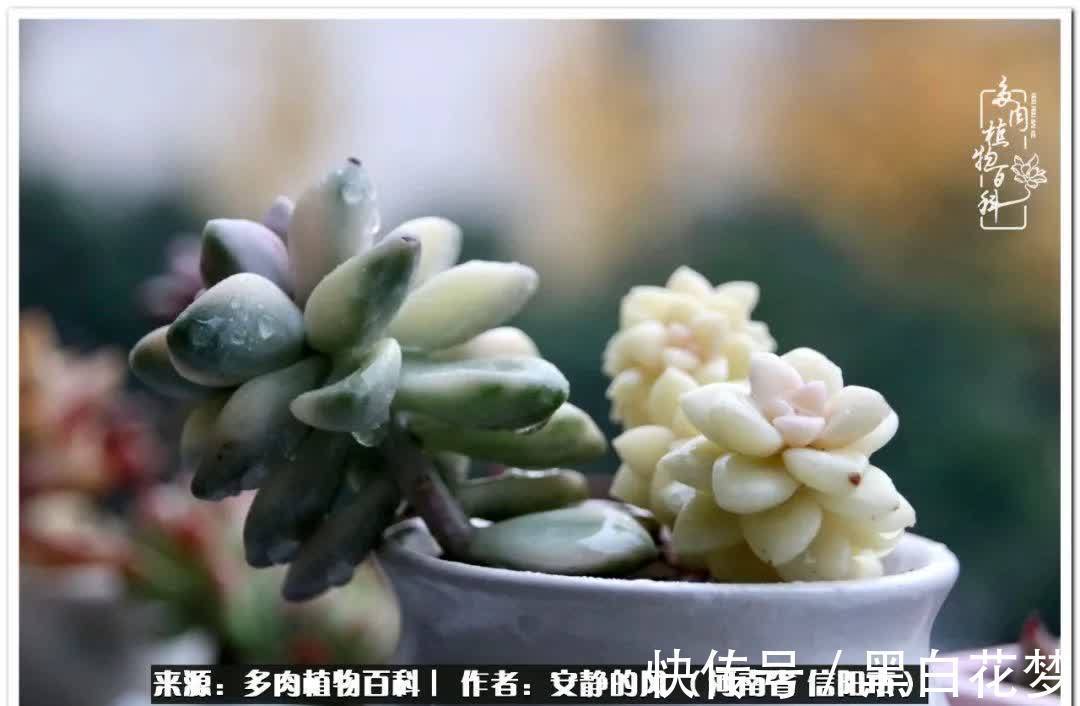 阳台多肉党的幸福生活!