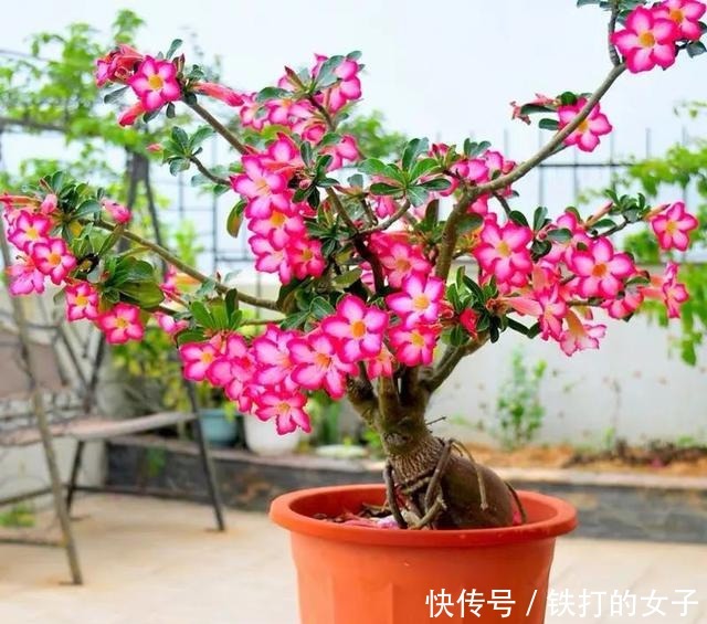 浇水|这三种花就爱小盆,盆越小,长得越旺!