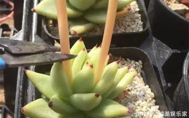 扦插|多肉长花箭被他剪断插土里,7天就生根!