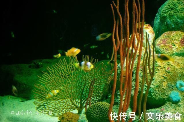 鱼类|泰国水族馆的怪象：欧美游客最爱去，中国游客零零散散