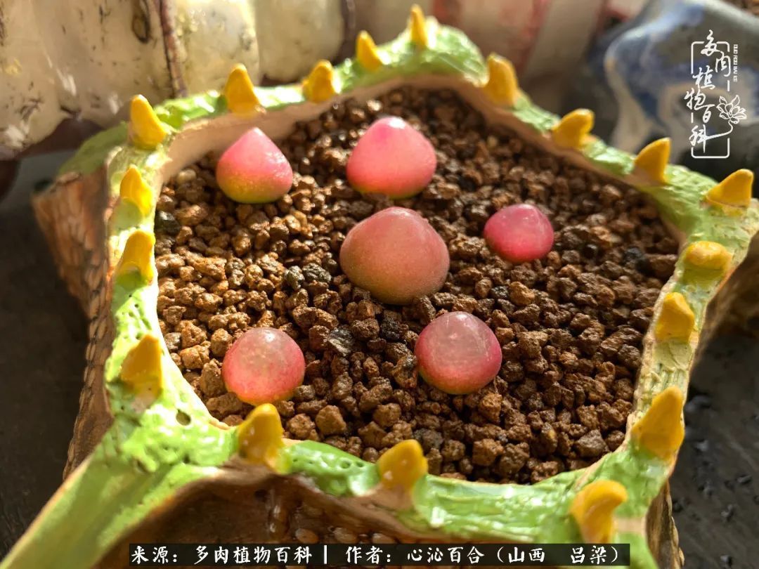 夏季的多肉，绿色才是主色调！努力呵护，期待绽放的那一刻！