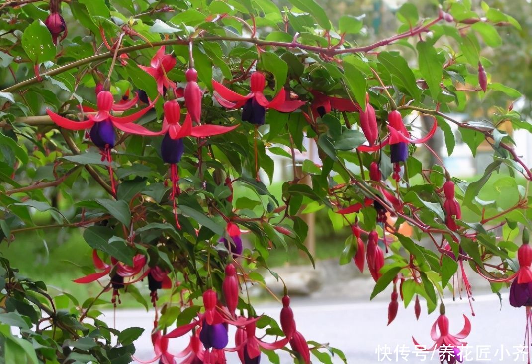浇水|倒挂金钟如何修剪？想要让它开花多，一年只需剪2次