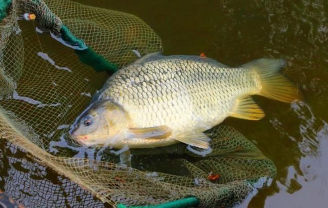 这样打窝钓鲫鱼,一会就发窝,下竿就中鱼,到天黑都停不下来