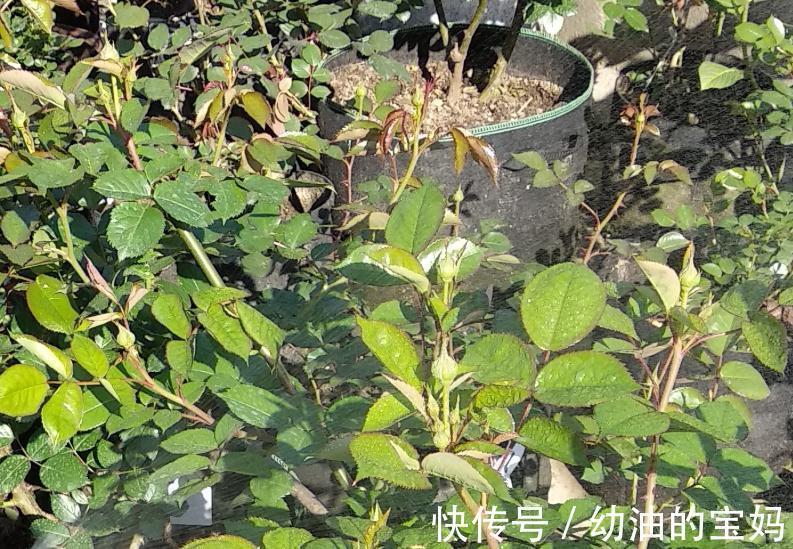 养月季，该死的红蜘蛛又来了，消灭方法全在这里