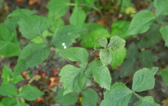 凉拌|65种野菜图片，带你认识不同的野菜和吃法，你想要的野菜这里都有