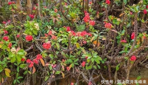 农村这种“带刺的玫瑰”，狗见了转身就跑，却是解毒排脓的良药