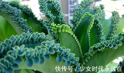 铜钱草|3种漂亮花，种在小盆里，不建议地栽，否则泛滥成灾，根本清不掉