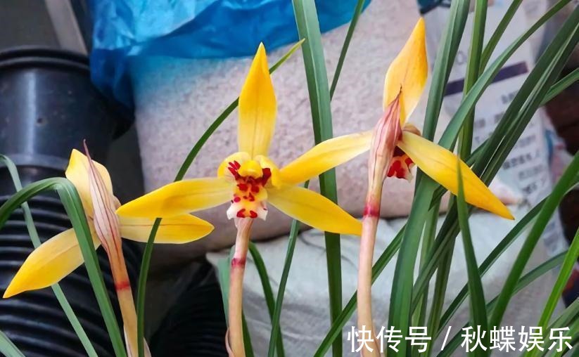 秋天养兰花，遇上“消苞”很郁闷，教你“护苞6招”，放心等花开