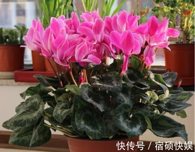 夏天“牛奶”过期,多做“一步”来浇花,土壤疏松肥沃,养啥都旺