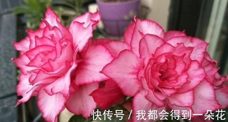阳台养这几朵花,花开不断,漂亮又好养,四季花开不断