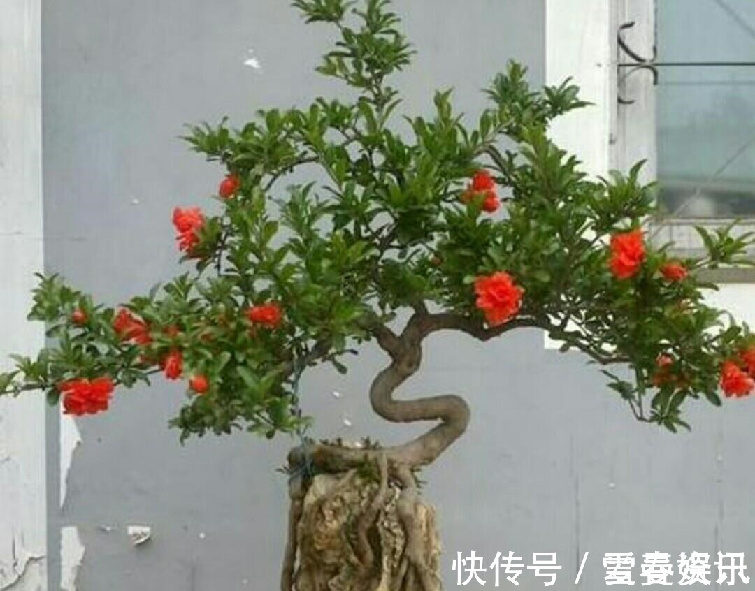 4种“便宜花”,多修剪少浇水,养成高价盆景,价格翻倍
