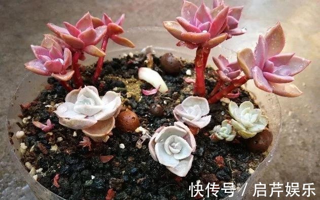 s只要家里有油桶,就不用花钱买花盆!多肉种在油桶里,叶子胖嘟嘟