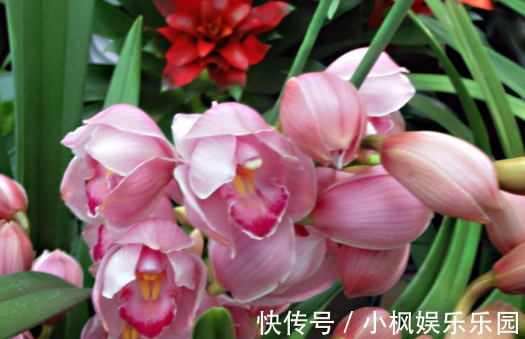 好运|4种花养在家里，一整年都有好运气，养在哪里都爆盆，好运到来