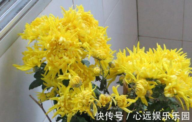花卉|适合新手种在院子的3种花草,香飘满园满屋香,每天睡眠都好