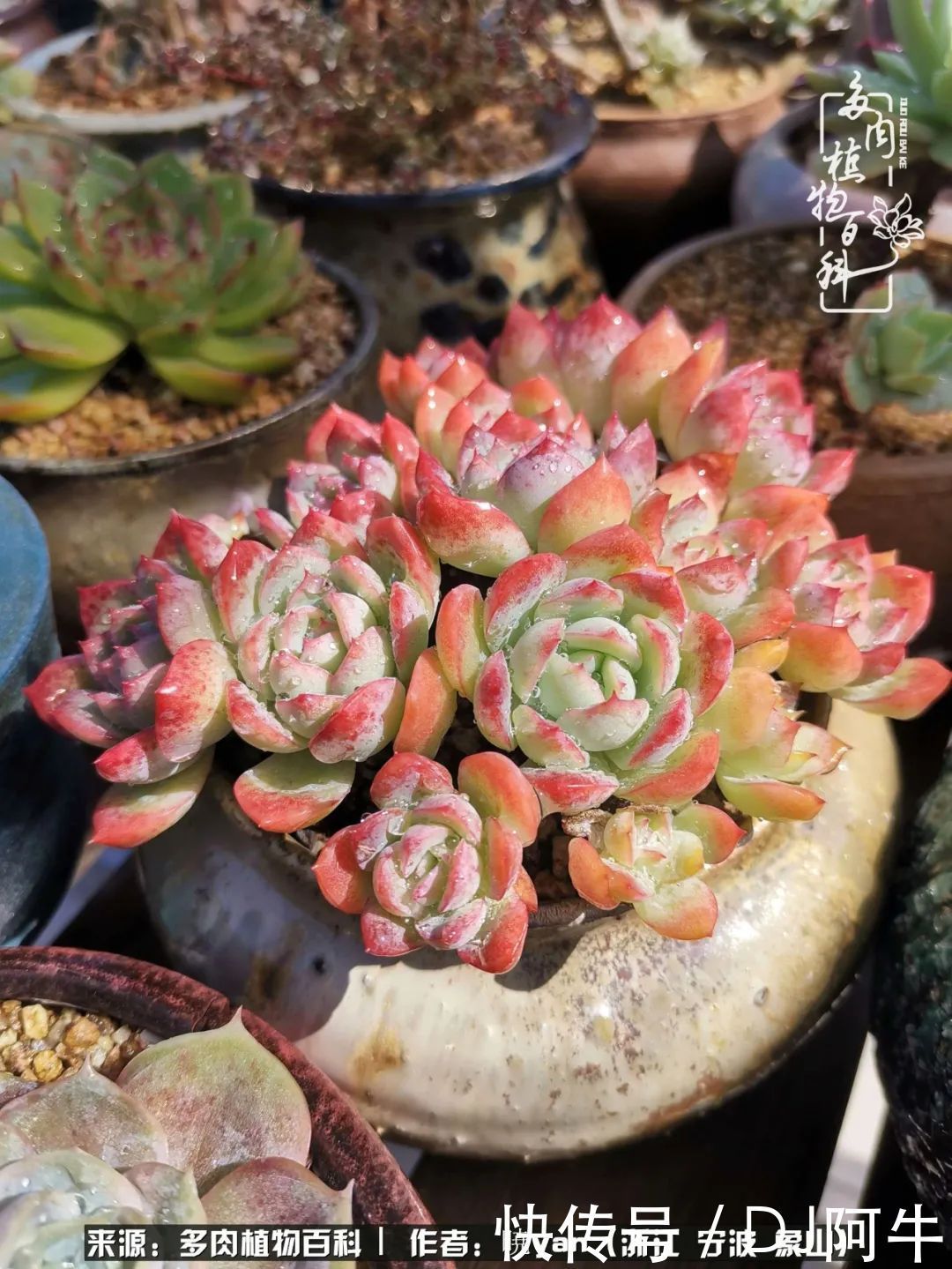 入多肉坑八年,始于初心,一切但求无愧于心