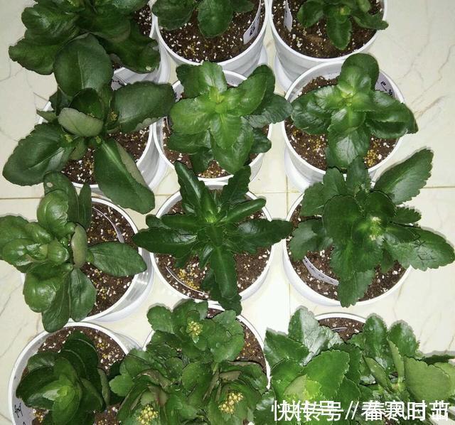 发芽|家里养4种花，叶子掉盆里，15天生根发芽，1盆能变20盆，好养活