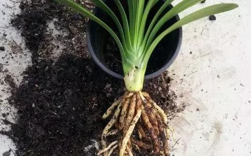 君子兰换土换盆,做好此3点,长叶快、根还壮、年年都能开花!