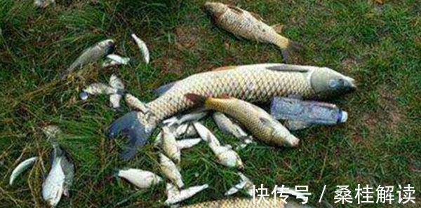 钓鱼这么多年,你还没用过双铅线组这可是钓大鱼必学技巧