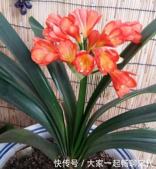 紧凑|君子兰开完花,叶子松散状态差,补上“1种肥”,株型紧凑饱满