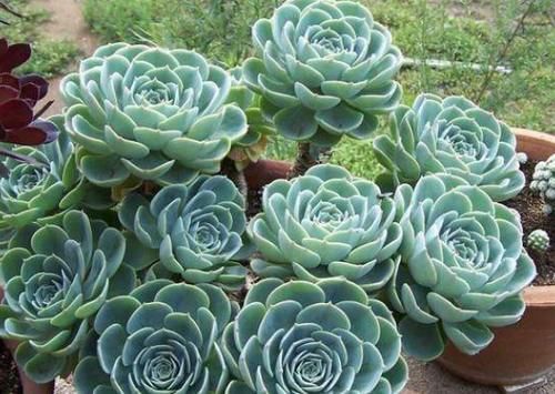 养多肉，不想天热剩空盆，春天就别栽这几款