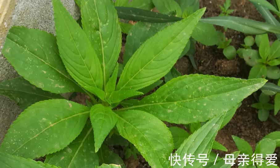 太阳花|简单又好养的3种花卉，其中一种被毛爷爷赞赏