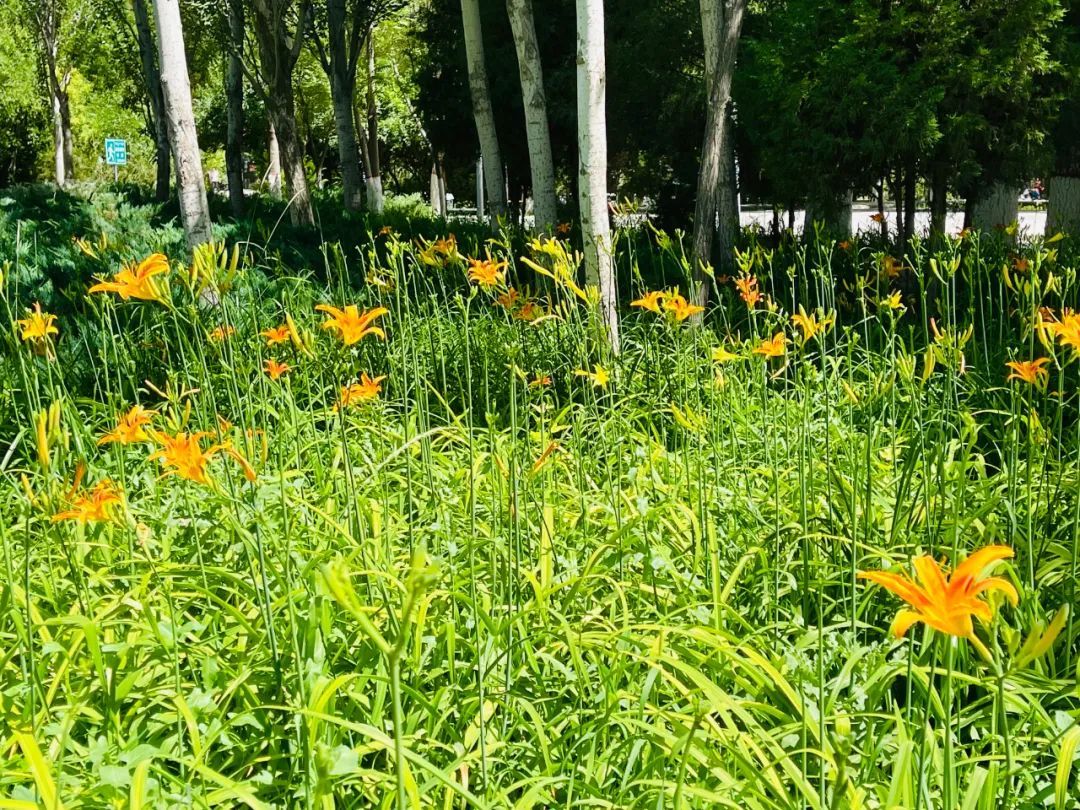 花海|必打卡！临河这些花海已盛开