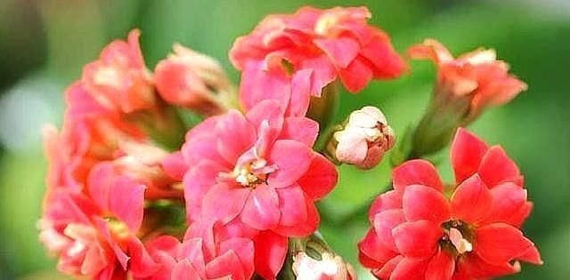 扦插长寿花只需“一根枝”,7天就生根,怎么扦插怎么活