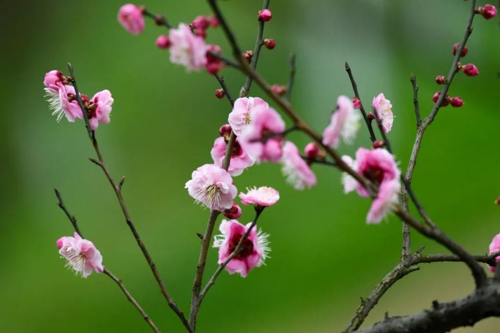 中年|争奇斗艳！春天游贵州从赏花开始