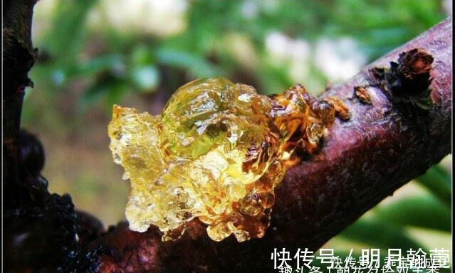 城里人|此物农家人很讨厌,城里人视其为“植物燕窝”,市场价格百元一斤