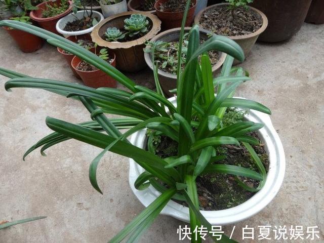 家里有小孩,那这6种花千万别买!养了后悔都来不及!