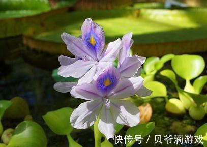 这5种花,家里不要随便养,小心泛滥成灾