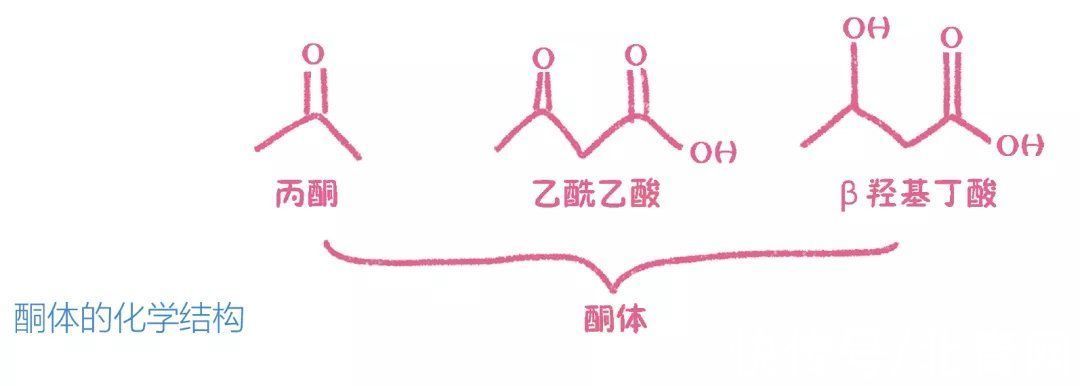 胰岛素|彻彻底底、明明白白搞懂“生酮饮食”