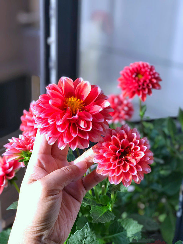 喜欢菊花,不如养盆“国华系列”国华草堂,白如脂玉,纤尘不染!