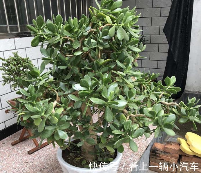 多浆植物厚脸皮,原来这么养上两三年就能成老桩盆景